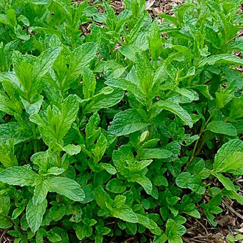 MENTHOS 30 DRAGEES MENTHE DOUCE