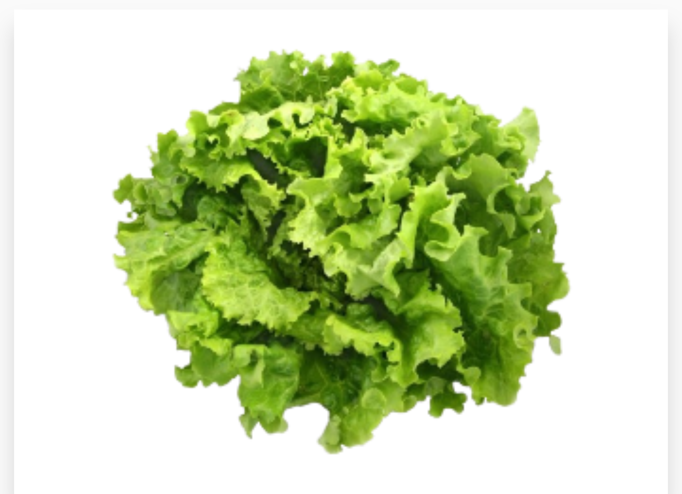 SALADE BATAVIA 12 PC