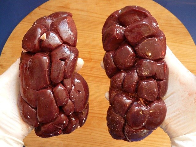 Poumons